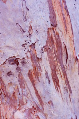 Kırmızı tonda ağaç kabuğu dokusu.