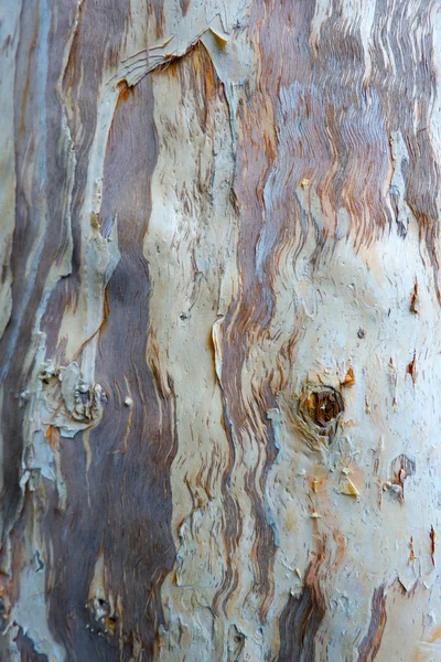 Textur Und Nachzeichnung Der Alternden Rinde Des Baumes — Stockfoto