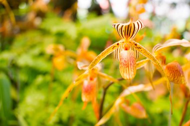 Paphiopedilum orkide çiçek parkta güneşli, seçici odak.