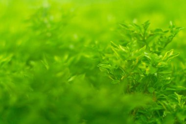 Yaprak yeşil arka plan bulanık ve seçici odak.