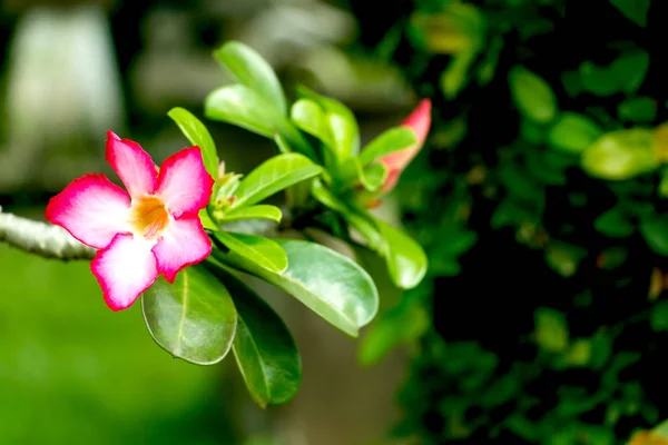 Close Adenium Çiçek Yeşil Bahçe Çöl Gülü Koyu Tonu Arka — Stok fotoğraf