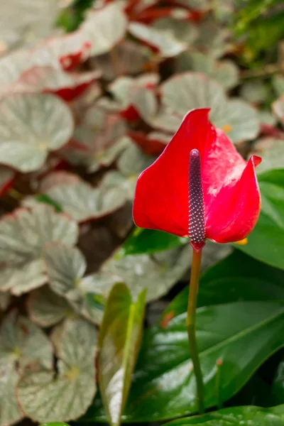 Mor Merkezi Çiçeği Ile Güzel Kırmızı Spadix — Stok fotoğraf