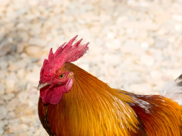 Portrait Chicken Sunlight — Stock Photo, Image
