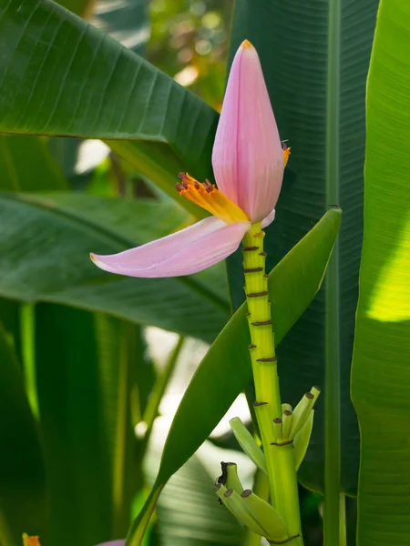 Bunga Pisang Atau Musa Ornata Roxb Dalam Warna Yang Berbeda — Stok Foto