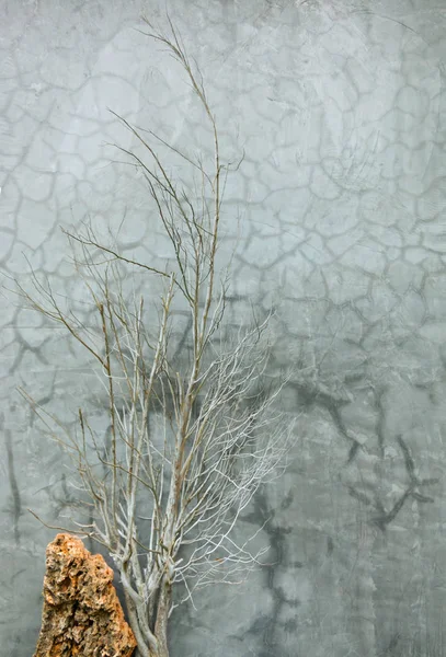 Arka Plan Ağaç Kuru Şube Turuncu Kaya Gri Kırık Çimento — Stok fotoğraf