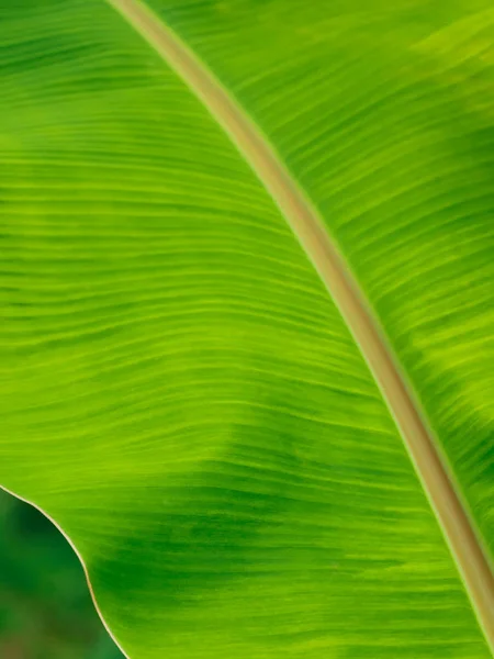 Primer Plano Textura Hoja Plátano Tropical Verde Fresco Con Detalle —  Fotos de Stock