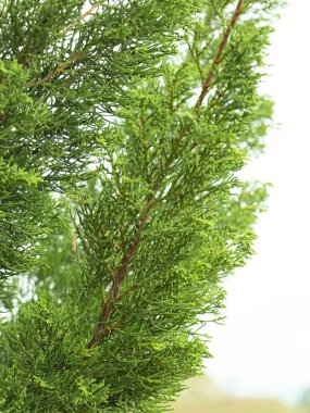 Yakın çekim yeşil Hollywood ardıç veya Juniperus chinensis L Kaizuka yaprakları; bir güzel çam bahçe dekorasyon için.