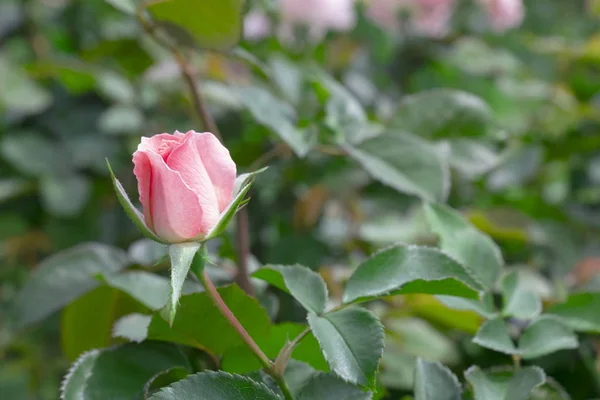 Ontluikende Roze Roos Plant Groene Tuin — Stockfoto
