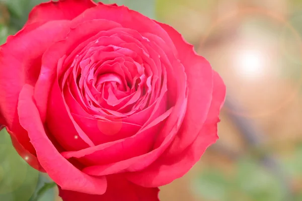 Close Red Rose Garden Blurry Filter Softness Style Lens Flare — Stock Photo, Image