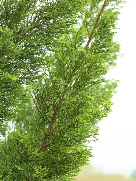 Close Green Leaves Hollywood Juniper Juniperus Chinensis Kaizuka One Beautiful — Stock Photo, Image