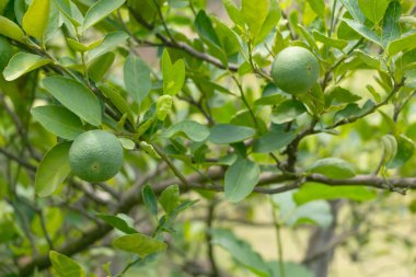 Ev mutfak bahçesi veya arka bahçe tay yeşil limon ekim.