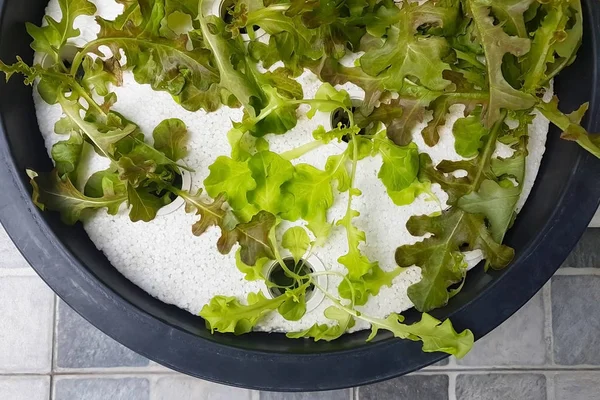 Hydroponic vegetable planting in plastic basin at home.