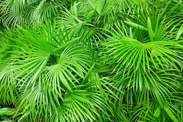 Hojas de palmeras botánicas . —  Fotos de Stock