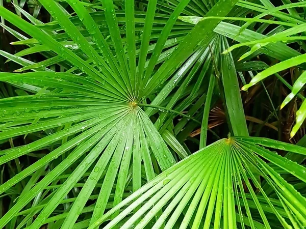 Imagen borrosa de cerca de hojas de palma verde . —  Fotos de Stock