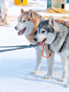 Yakın çekim köpek kızak çiftlikte sevimli Husky köpekler çifti.