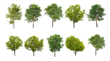 Beyaz arka planda yazdırma ve Web sitesi hem doğal makale ile kullanılan - izole ağaçlar topluluğu