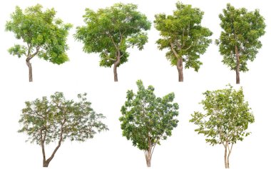 Beyaz arka plan üzerinde izole yeşil ağaçlar, Tayland güzel ağaç topluluğu