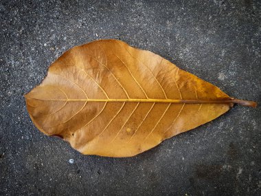 çimento zemin zemin üzerine kuru yaprakların seçici odak