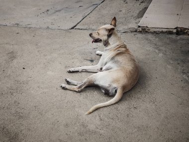 Tay köpek sokakta oturan ve seyir için bir şey