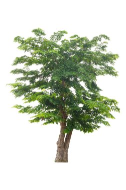 tropik ağaç beyaz arka planda, Tayland güzel ağaç izole