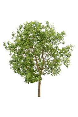 Beyaz arkaplanda izole edilmiş yaprak döken ağaç