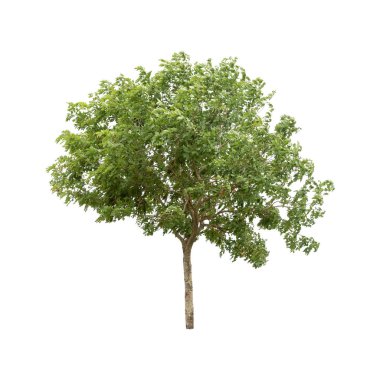 beyaz bir arka planda Tayland güzel ağaç izole yapraklı ağaç