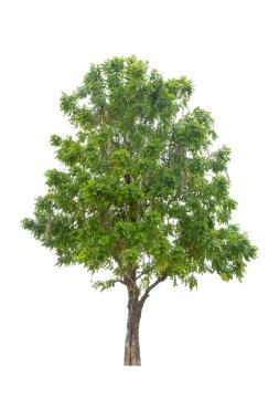 Beyaz arkaplanda izole edilmiş yaprak döken ağaç