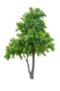 tropik ağaç beyaz arka planda, Thailan güzel ağaç izole