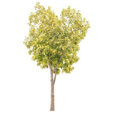 tropik ağaç beyaz arka planda - mimari tasarım veya dekorasyon iş kullanıma uygun izole