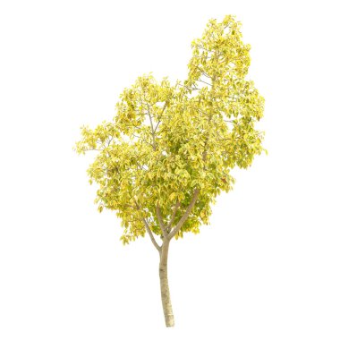 tropik ağaç beyaz arka planda - mimari tasarım veya dekorasyon iş kullanıma uygun izole