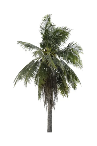 Coconut Tree Isolated White Background Die Cut Process — Stock Photo, Image