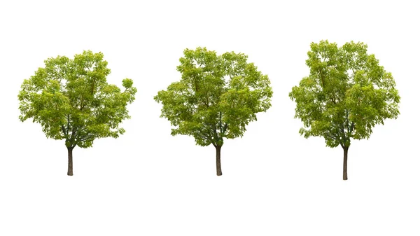 Set Van Drie Groene Bomen Geïsoleerd Een Witte Achtergrond Collectie — Stockfoto
