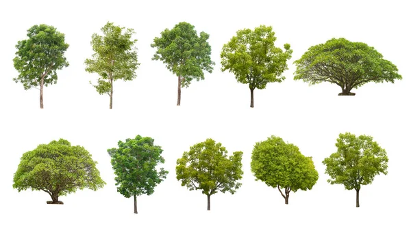 Verzameling Van Geïsoleerde Bomen Witte Achtergrond Met Natuurlijke Artikelen Zowel — Stockfoto