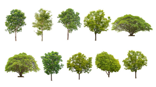 collection of isolated trees on white background - Used with natural articles both on print and website