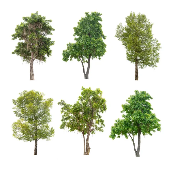 Набор Деревьев Изолированный Белый Фон — стоковое фото