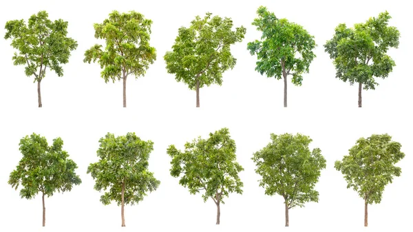 Verzameling Van Geïsoleerde Bomen Witte Achtergrond — Stockfoto