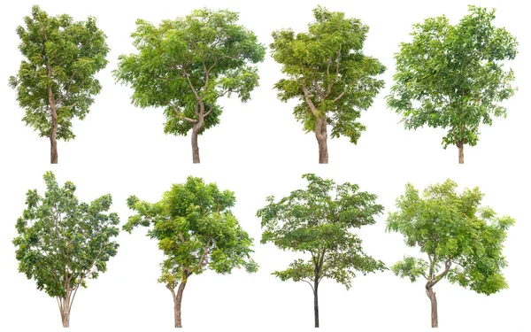 Verzameling Van Geïsoleerde Groene Bomen Witte Achtergrond Mooie Boom Uit — Stockfoto