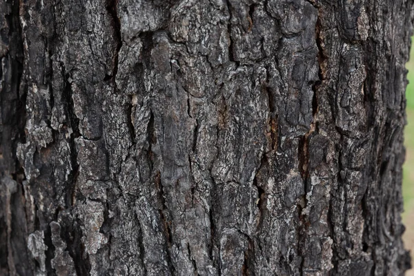 Υφή Του Φλοιού Του Δέντρου Που Χρησιμοποιούν Φυσικό Υπόβαθρο — Φωτογραφία Αρχείου