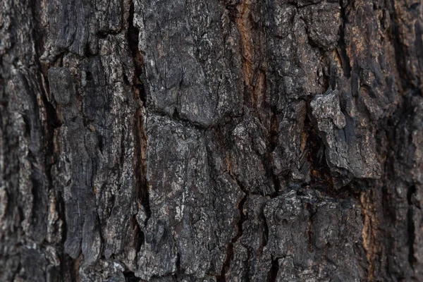 Struttura Dell Uso Della Corteccia Dell Albero Come Sfondo Naturale — Foto Stock