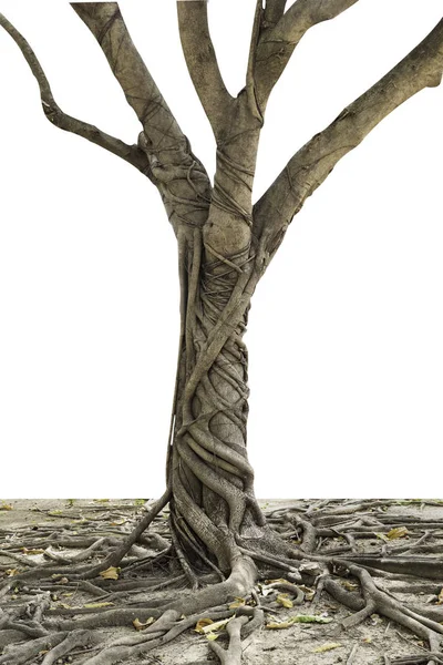 自然の記事印刷と Web サイトの両方で使用される分離された木の根 — ストック写真