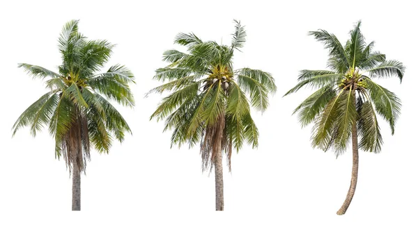 Sada Kokosových Palem Které Stromy Izolovat Bílém Pozadí Sbírka Stromů — Stock fotografie