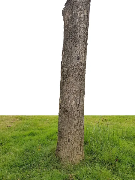 Sotto Tronco Albero Con Erba Isolata Sfondo Bianco — Foto Stock