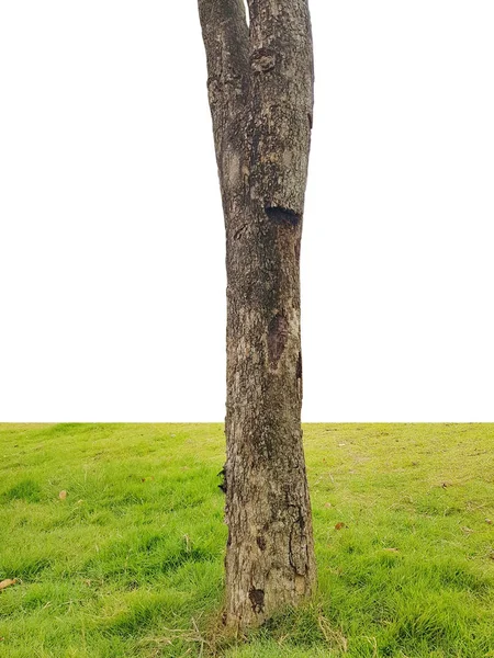 白い背景で隔離の草と木の幹の下 — ストック写真