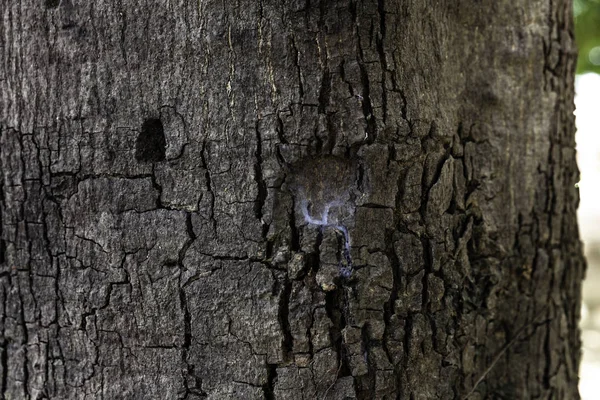 Ακατέργαστο Ξύλο Υφή Φλοιό Δέντρου Αφηρημένα Φόντο — Φωτογραφία Αρχείου