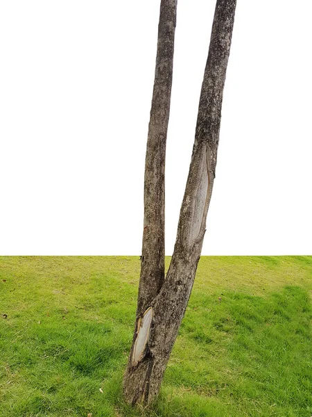 Tree Trunk Grass Isolated White Background — Stock Photo, Image
