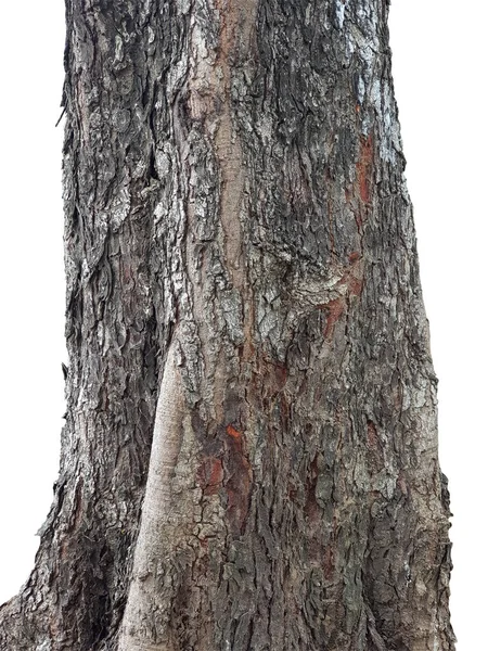 Κορμός Απομονωμένο Δέντρο Λευκό Φόντο Διαδρομή Αποκοπής — Φωτογραφία Αρχείου