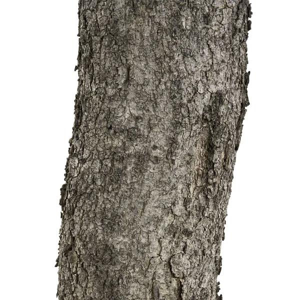Стовбур Дерева Ізольований Білому Тлі Відсічним Контуром — стокове фото