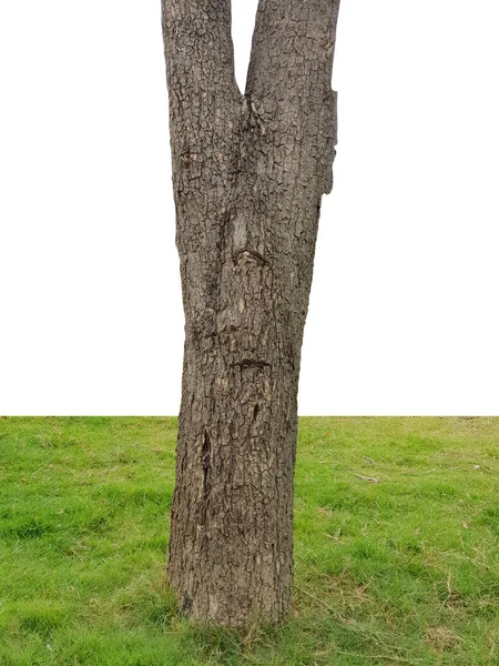 Pniu Drzewa Trawy Białym Tle — Zdjęcie stockowe