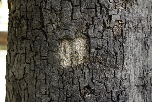 Ακατέργαστο Ξύλο Υφή Φλοιό Δέντρου Αφηρημένα Φόντο — Φωτογραφία Αρχείου