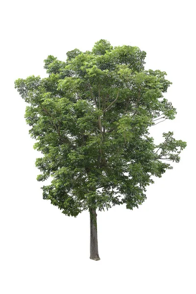 Tropischer Baum Isoliert Auf Weißem Hintergrund Schöner Baum Aus Thailand — Stockfoto